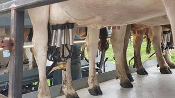 Una estación de ordeño con vacas y máquinas de ordeño.