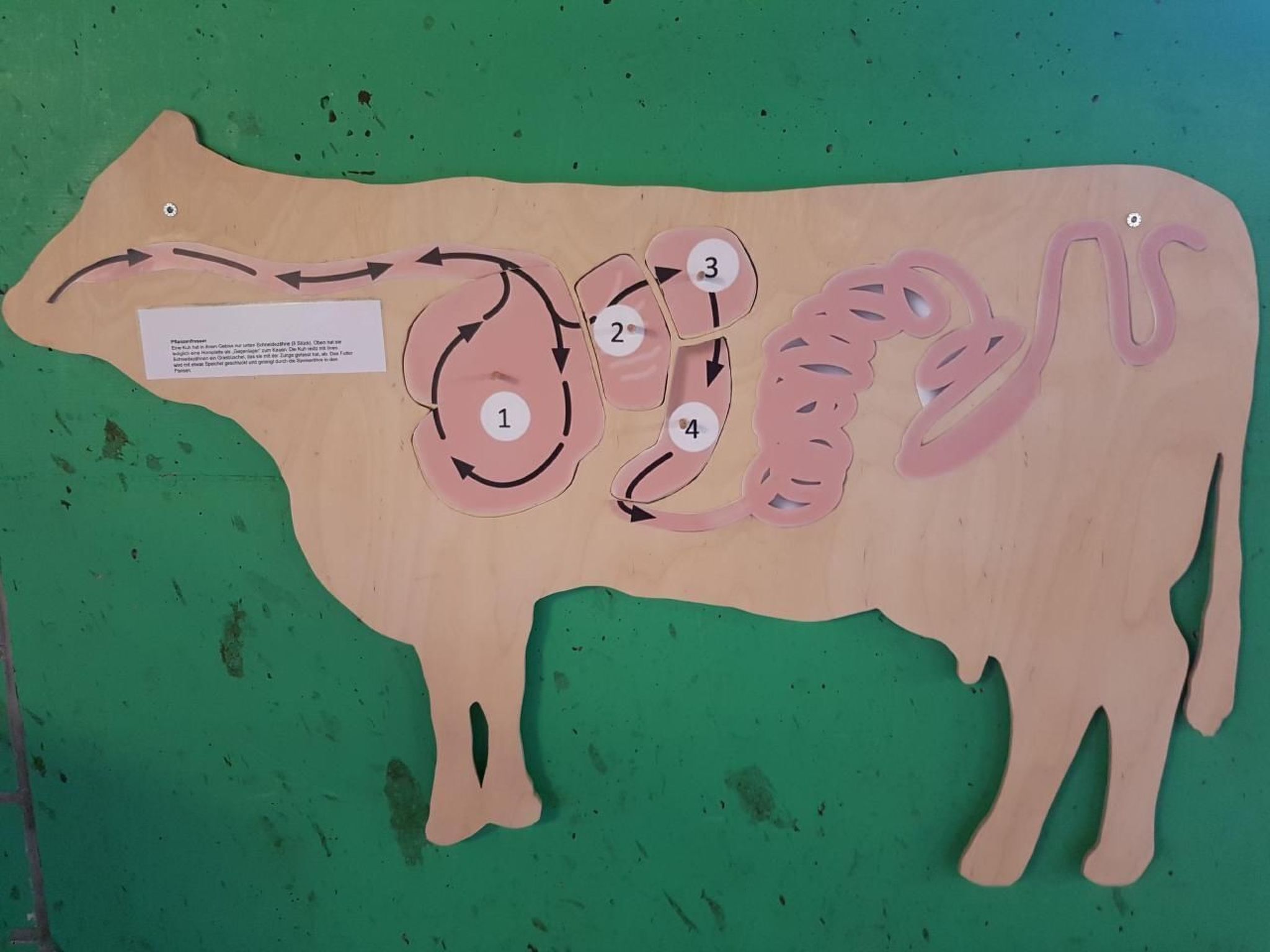 Une représentation en découpe de bois d’une vache, avec des parties numérotées et des flèches indiquant un processus.