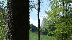 Un sendero de grava en un área boscosa, flanqueado por árboles.
