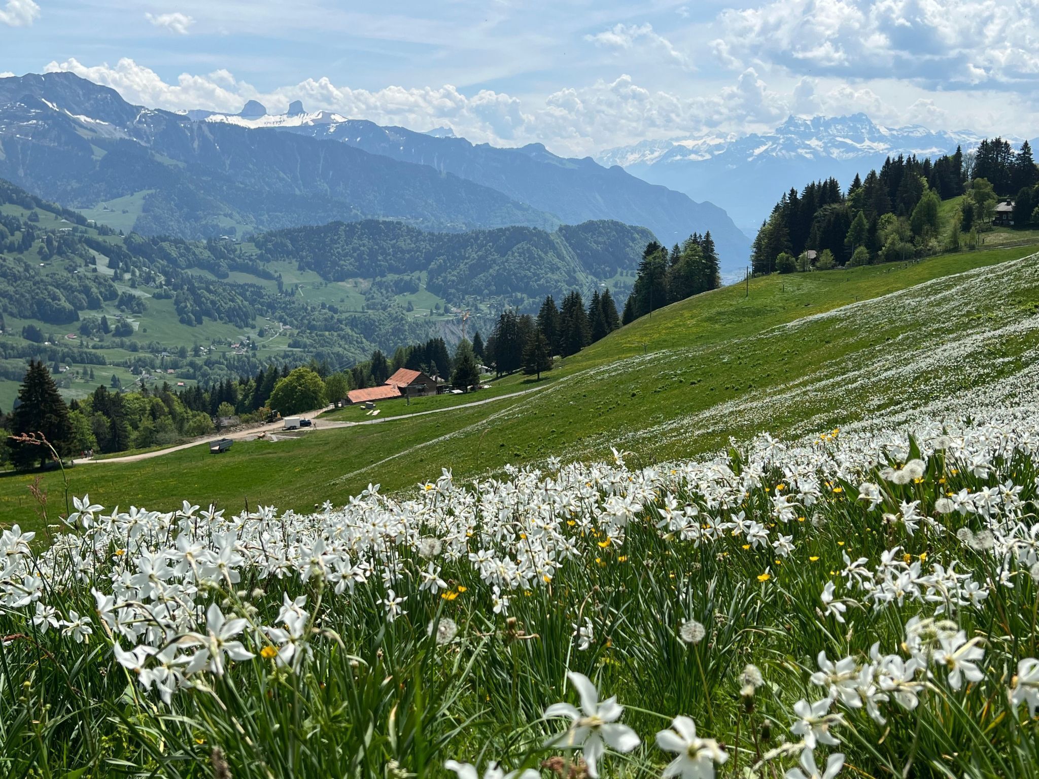 Un paysage rural avec une maison située sur une colline, entourée de champs de fleurs blanches et de collines verdoyantes en arrière-plan.