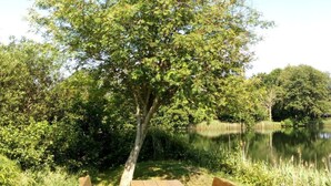 Una mesa de picnic en un área verde, con un árbol y un cuerpo de agua al fondo.