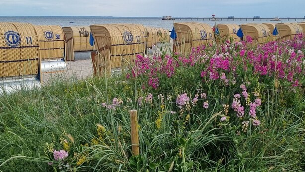 A row of wicker beach huts with a view of the sea and a grassy area with pink flowers. - Appartement mit Garten, Grill und Terrasse by Interhome (Kellenhusen)