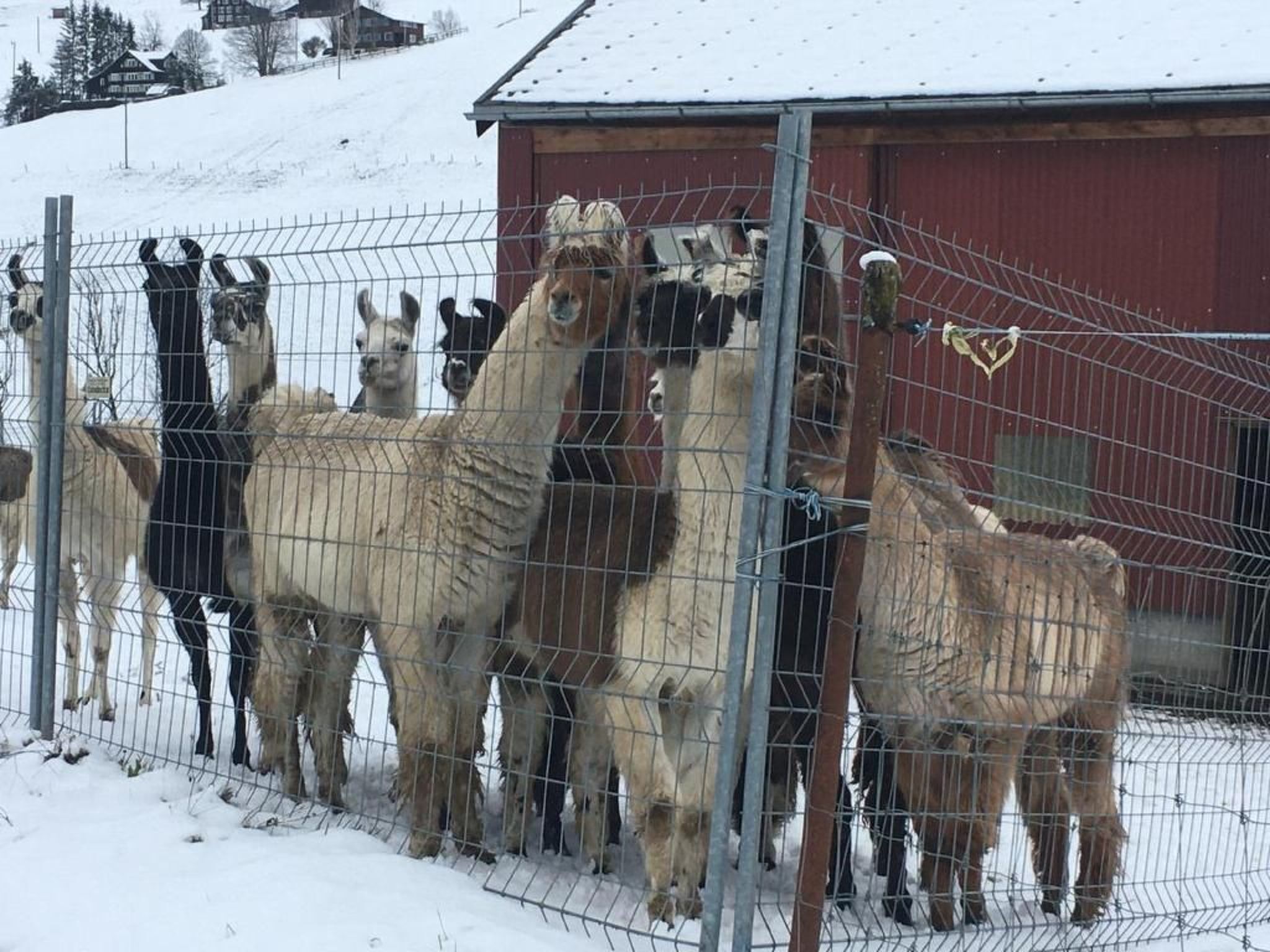 Un grupo de alpacas de pie detrás de una cerca de alambre en un área nevada, con un edificio rojo al fondo.