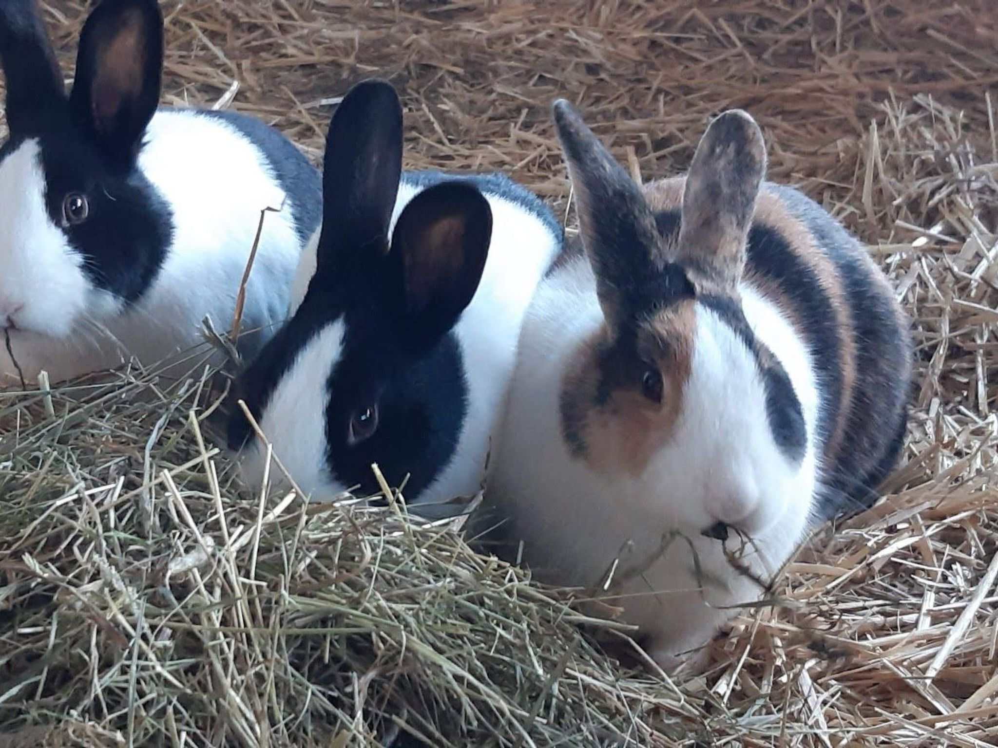 Two rabbits with black and white fur lying on straw.