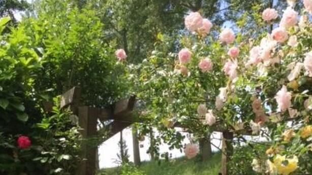 Un cancello in legno con ringhiera di legno che dà accesso a un giardino con rose rosa e verdeggiante vegetazione.