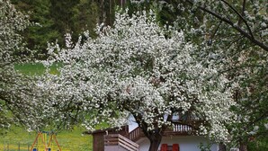 Una casa con porche y un columpio en un césped con árboles en flor.