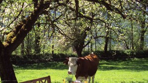 Una mesa de picnic instalada en un área verde, con una vaca al fondo.
