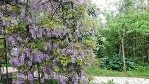 Un jardín con árboles de flores moradas, un camino pavimentado y abundante vegetación al fondo.