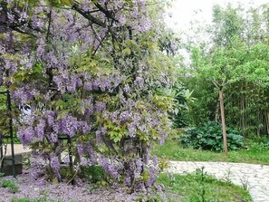 A garden with purple flowering trees, a paved walkway, and dense greenery in the background. - Bauernhaus aus dem XIX Jahrhundert by Interhome (Torres Novas)