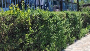 Uma trilha de pedra leva a um edifício com varanda coberta, cercado por vegetação exuberante e plantas floridas.