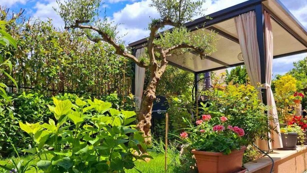 Puutarha, jossa on pergola, ruukkukasveja ja monenlaista vihreää kasvillisuutta.
