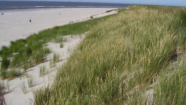 Una playa con dunas de arena y una vista despejada del océano.