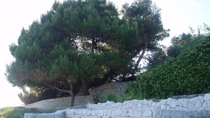 Un escalier en pierre menant à un arbre.