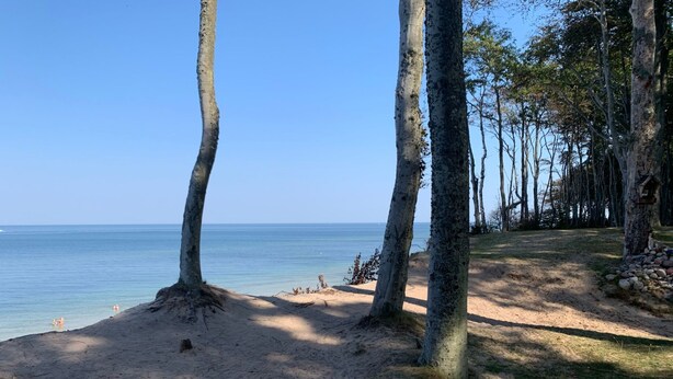 Ein Strand mit Sand, Bäumen und blauem Himmel.