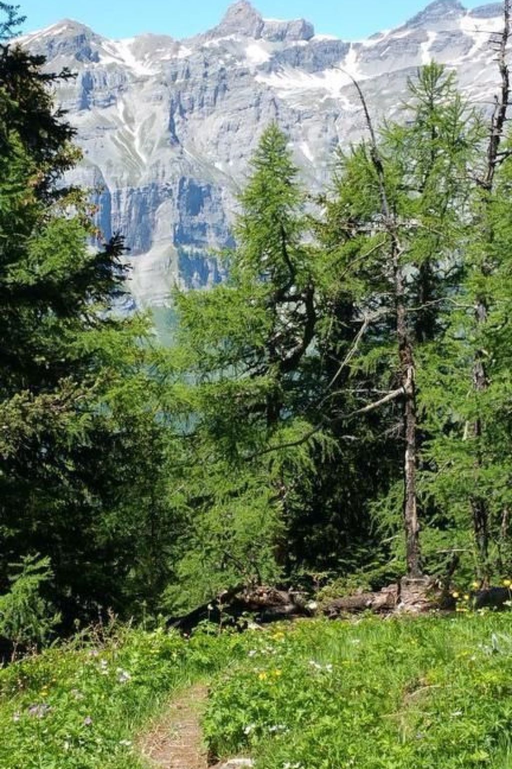 Eine gebirgige Landschaft mit dichten grünen Bäumen und blauem Himmel.