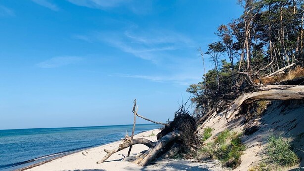 En strand med klart skinnende himmel, sand og træer.