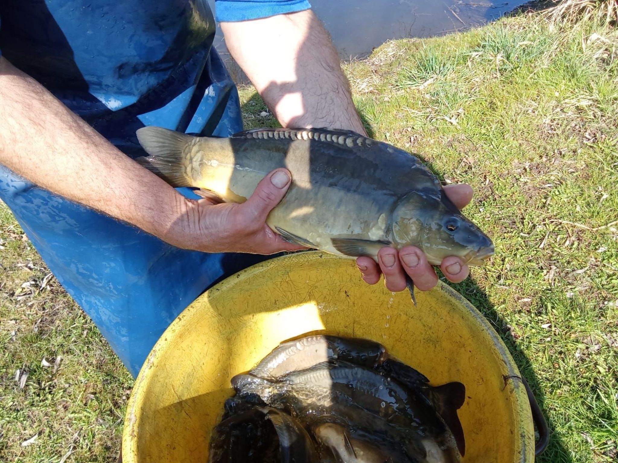 A person holding a fish in a yellow bowl.
