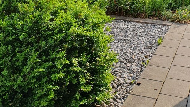 A cemetery with a cross, a tree, and a gravel path.
