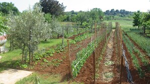 Un jardín con filas de plantas y árboles.