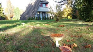 Een grasveld met verschillende paddenstoelen en een huis op de achtergrond.