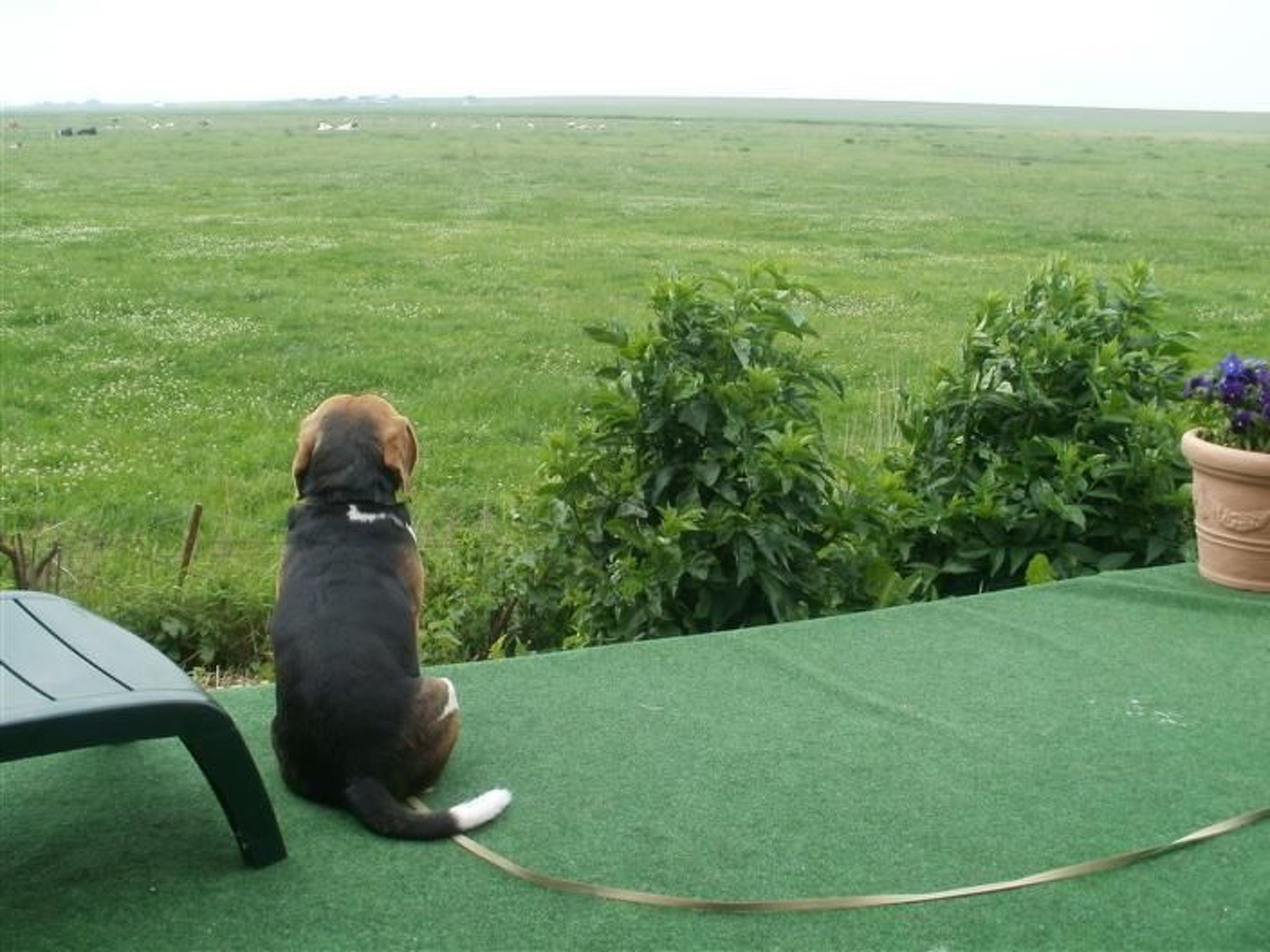 Een hond zit op een groen oppervlak met een riem, uitkijkend over een grasveld.