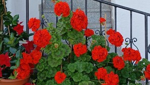 Un escalier orné de géraniums rouges en pots à sa base.