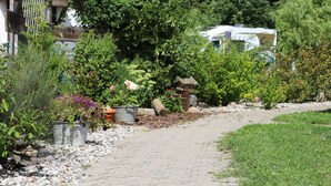 Un sendero empedrado en un jardín, con macetas de plantas y una pequeña construcción de madera.
