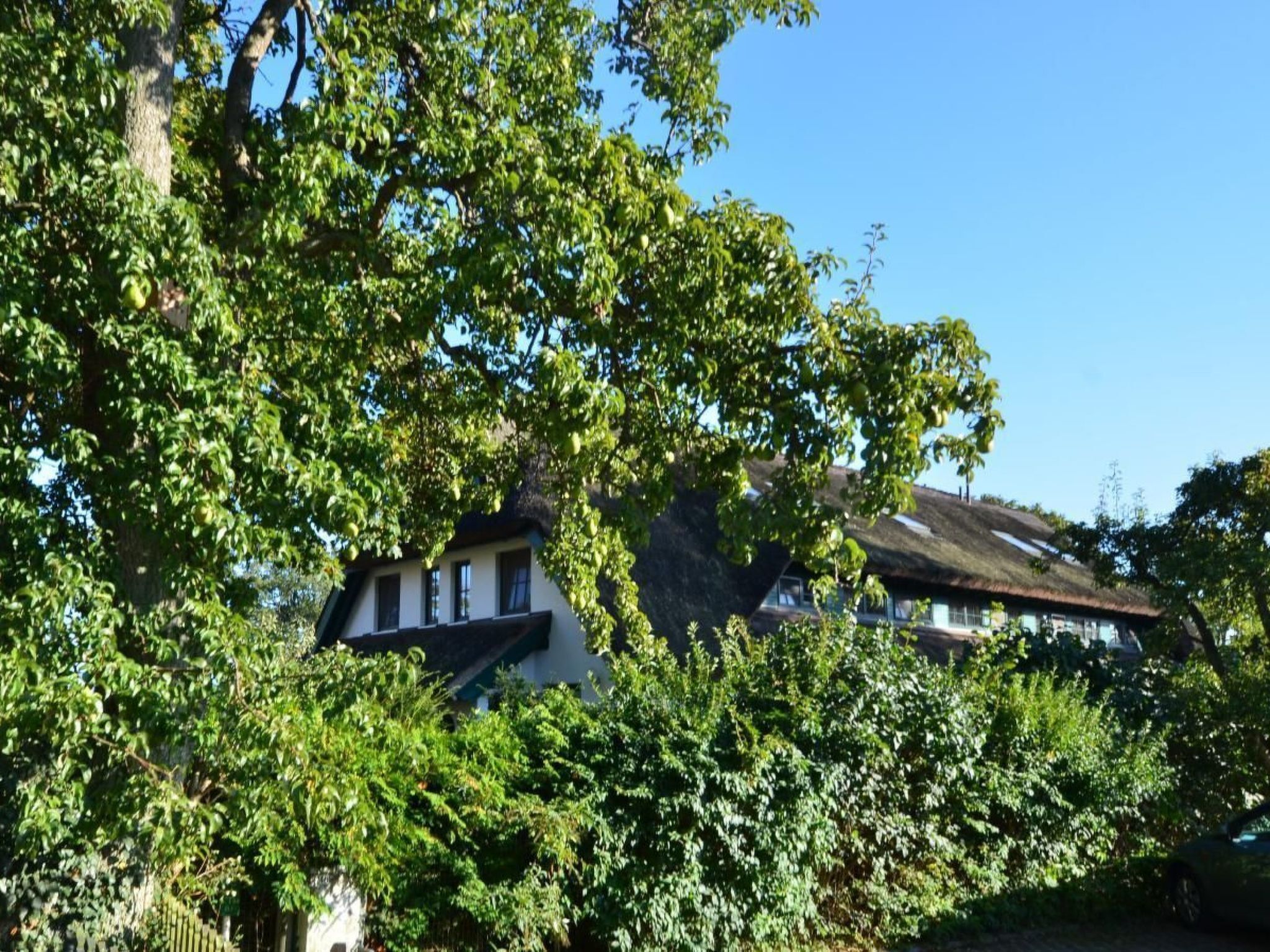 A house with a thatched roof, surrounded by lush greenery and trees.