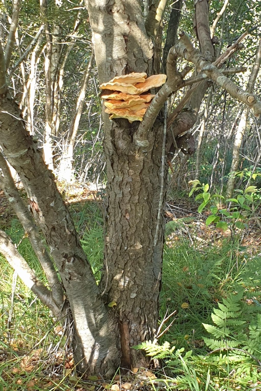 A tree with a large, flat, orange growth on its trunk.