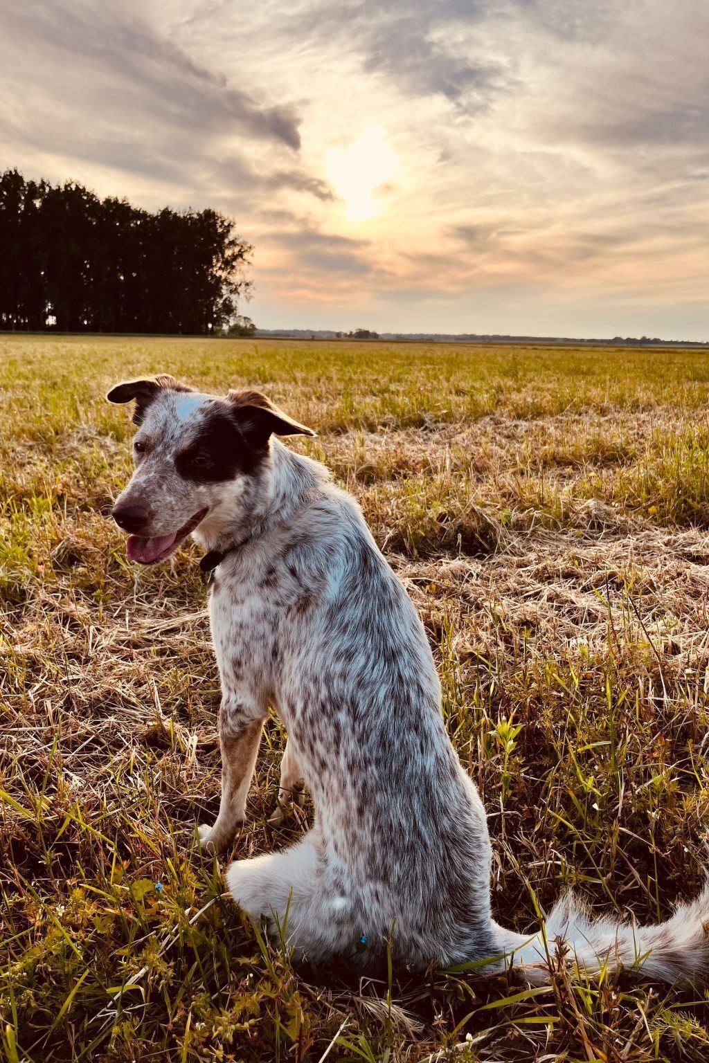 Un chien assis dans un champ d’herbe, avec un coucher de soleil en arrière-plan.