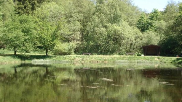Uno stagno tranquillo circondato da vegetazione rigogliosa e alberi.