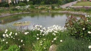 A pond surrounded by white flowers and greenery, with a building in the background. - Ferienapartm.-ruegen by Interhome (Glowe)