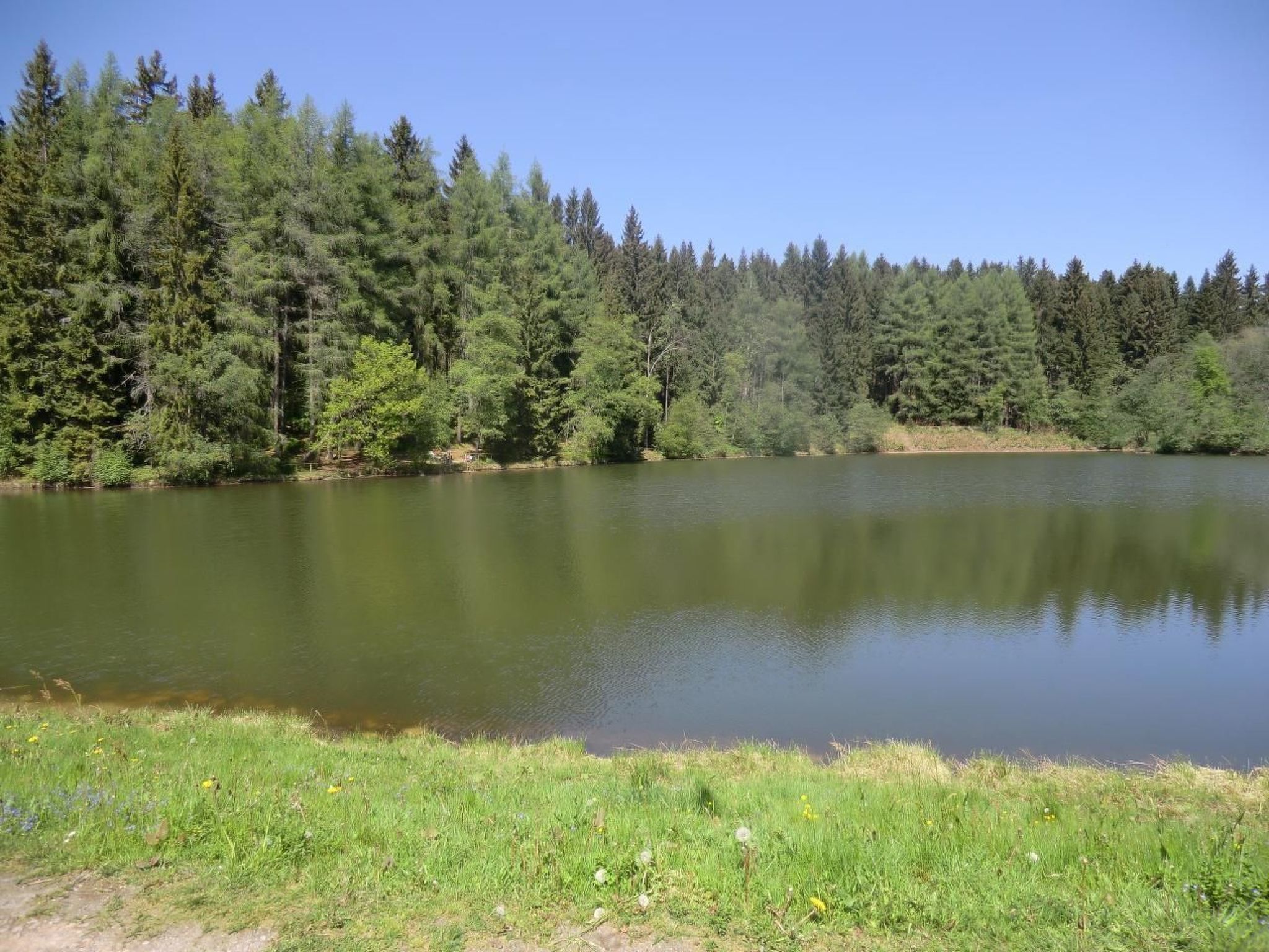 A calm lake surrounded by dense forest.