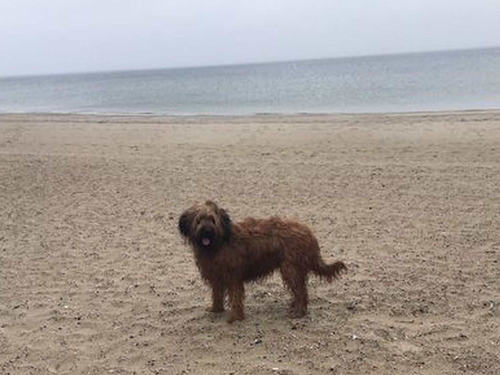 A dog standing on a sandy beach with the ocean in the background.