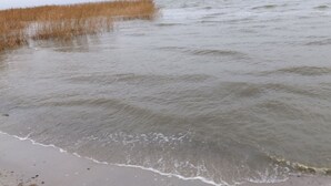En strand med bølger, der forsigtigt slår mod kysten, sand og højt græs i baggrunden.