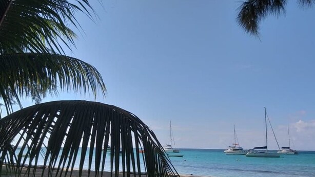 A beach with a palm tree and sailboats in the background. - in Roches Noires mit Großem Garten by Interhome (Cap Malheureux)