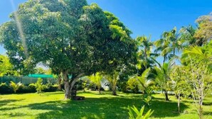 A lush garden with a variety of trees and shrubs, a bench, and a clear blue sky. - in Roches Noires mit Großem Garten by Interhome (Cap Malheureux)
