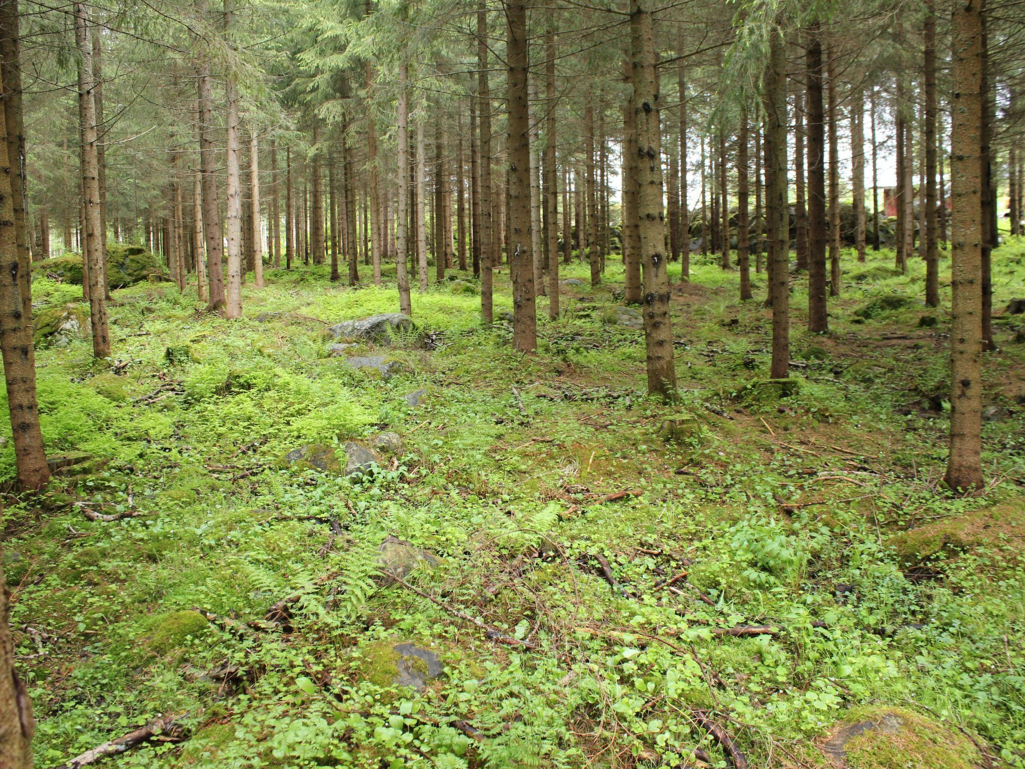 A dense forest with tall trees and a ground covered in green moss and ferns.
