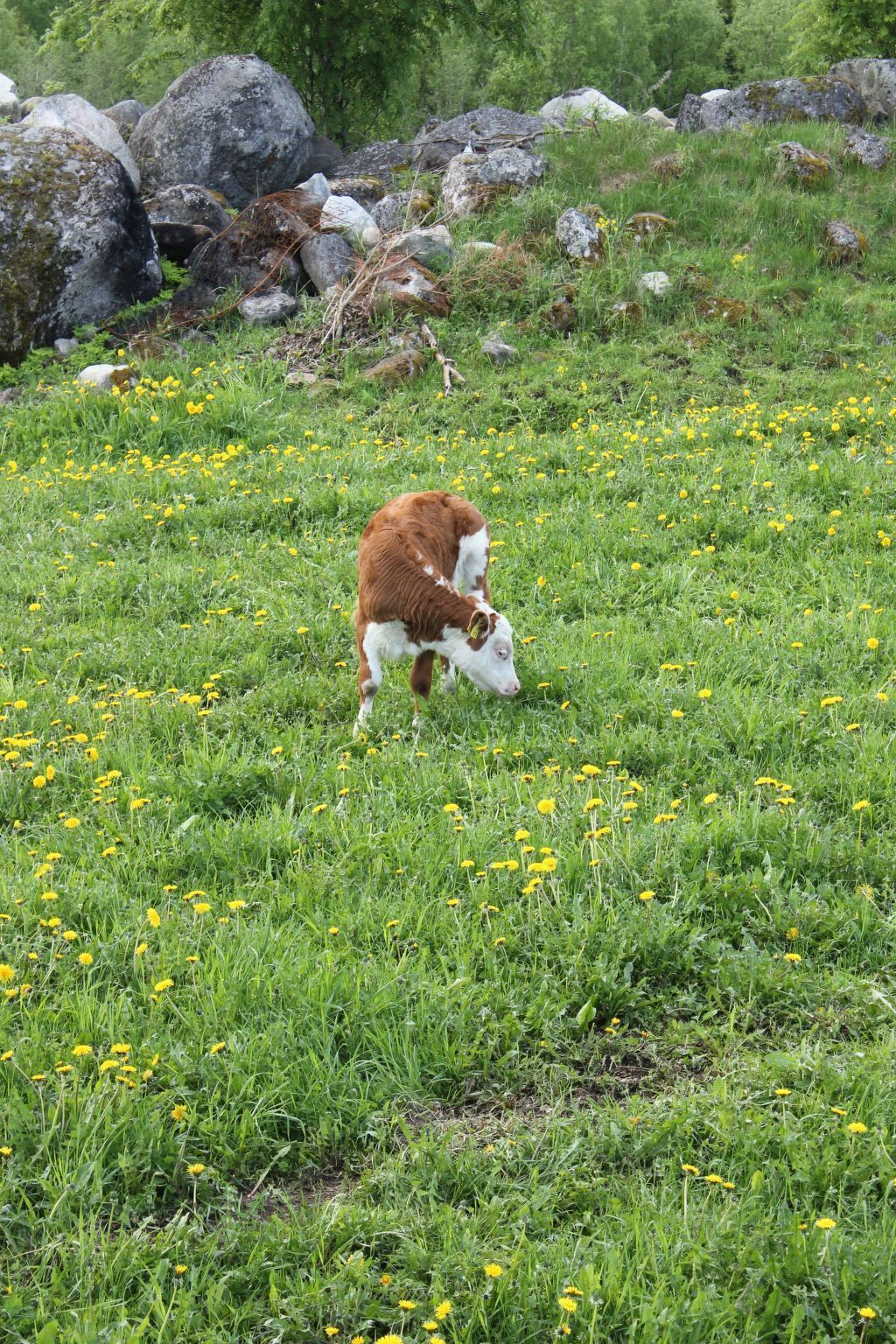 Ein Schaf grast auf einer Wiese mit Felsen und Bäumen im Hintergrund.