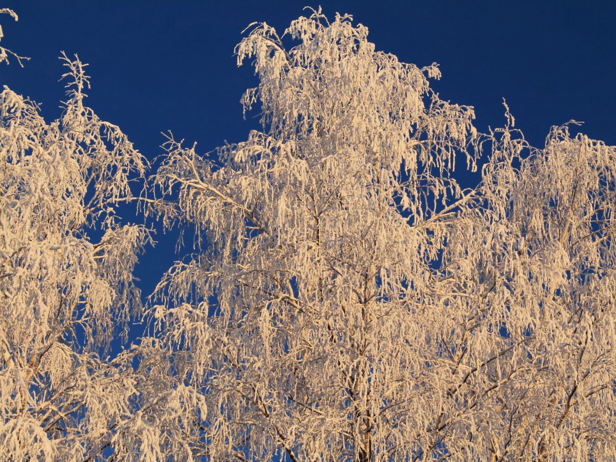 Un groupe dense d’arbres recouverts de neige, se détachant sur un ciel bleu clair.