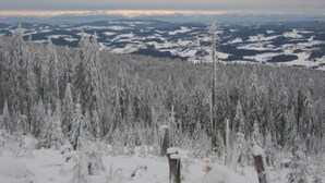 A snowy forested landscape with a view of distant mountains and a clear sky.