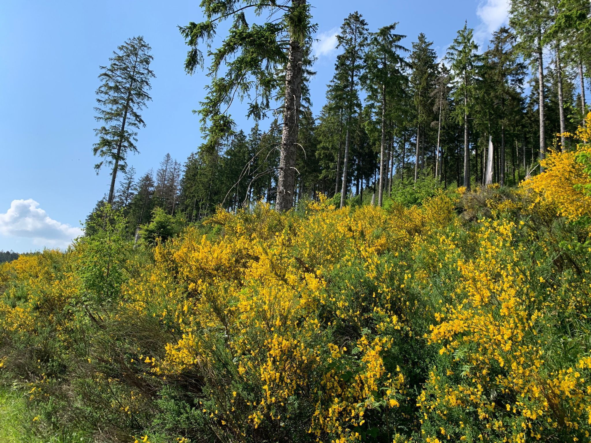 A forested hillside with yellow flowering shrubs and tall trees.