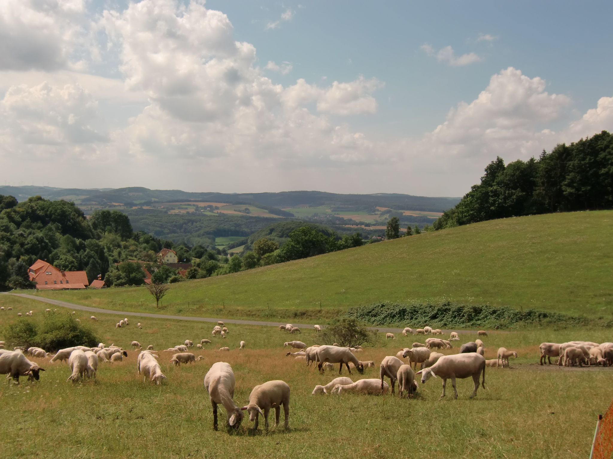 Paisagem rural com um rebanho de ovelhas pastando em um campo verde, uma estrada e uma casa ao fundo.