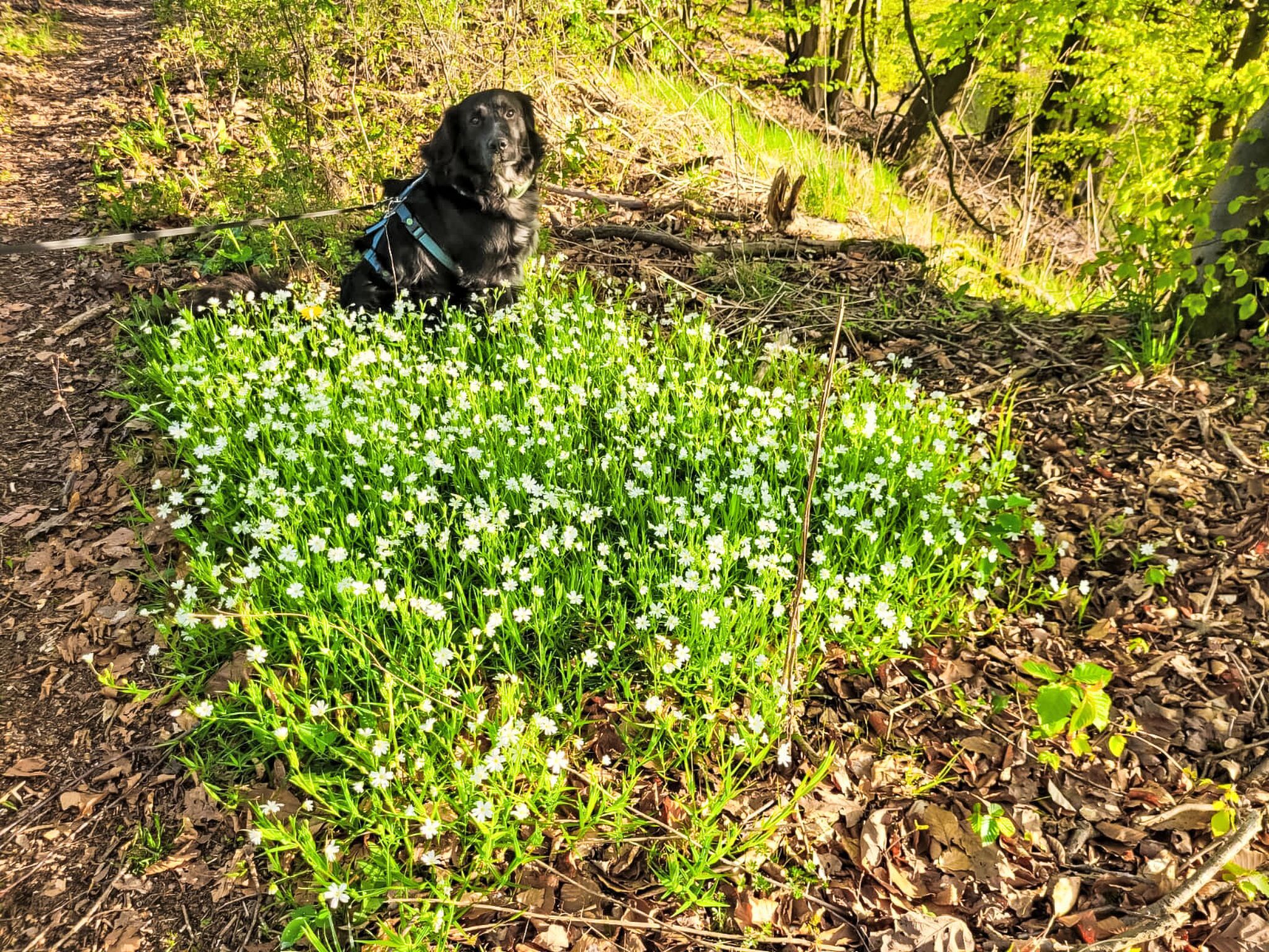 A black dog sitting in a garden with white flowers.