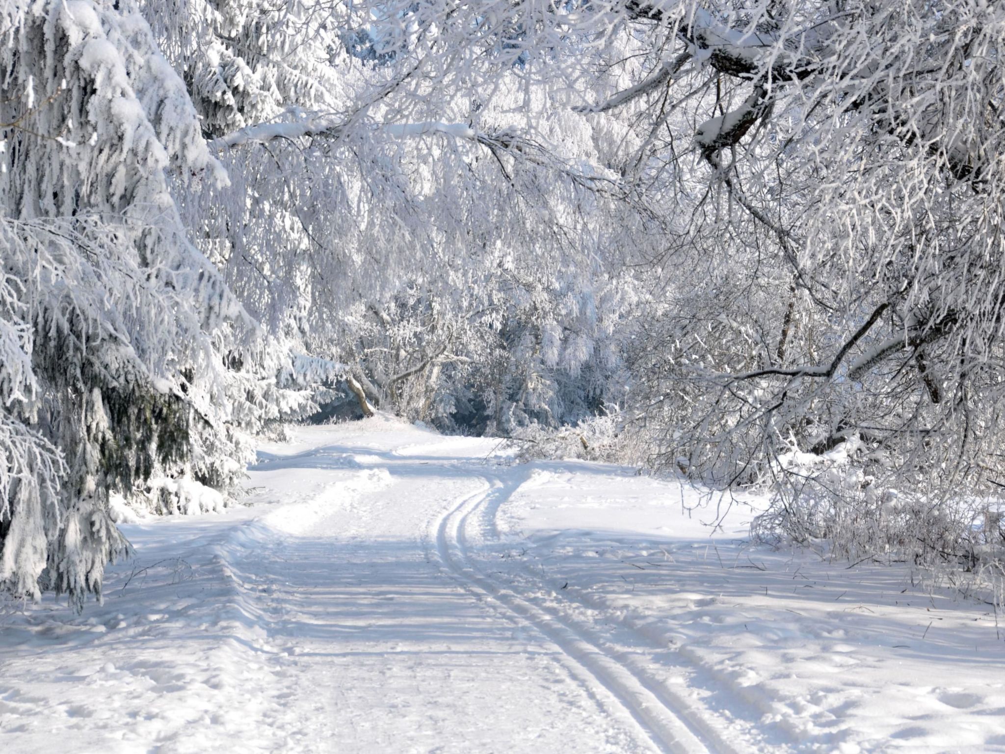 Eine schneebedeckte Straße, gesäumt von Bäumen.