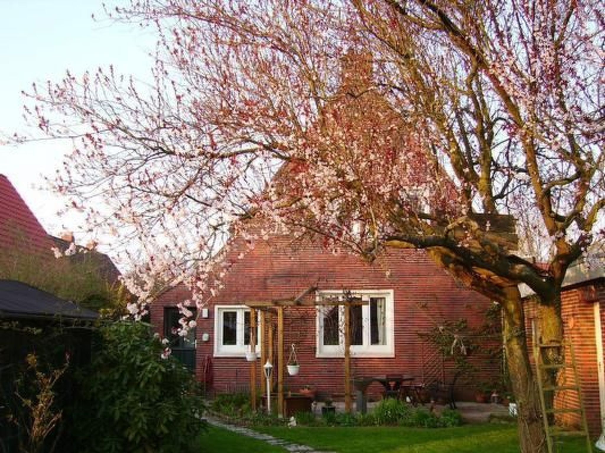 Ett hus byggt av rött tegel med en trädgård, ett trästaket och ett träd med rosa blommor.