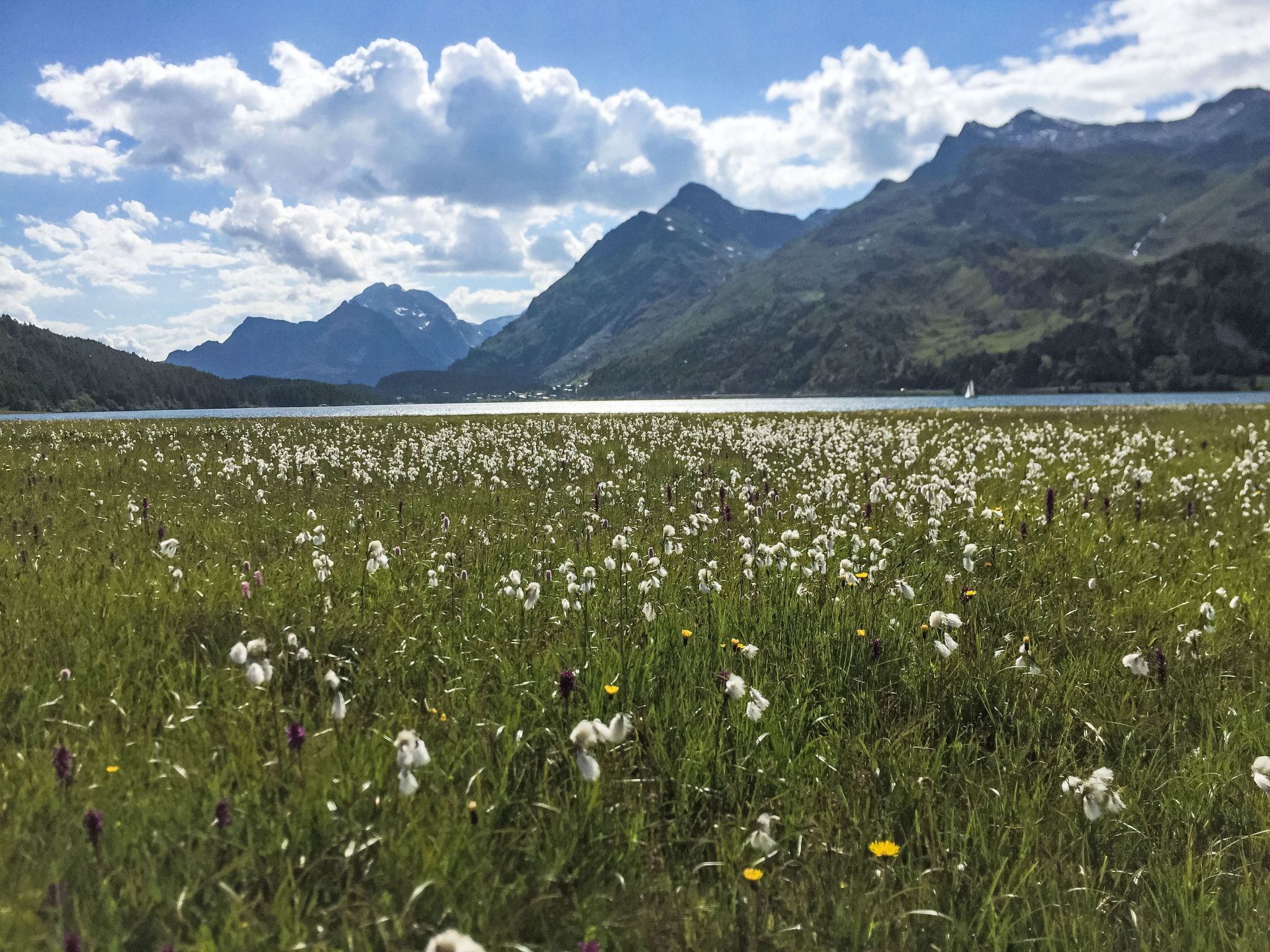 A field of white flowers with mountains in the background.