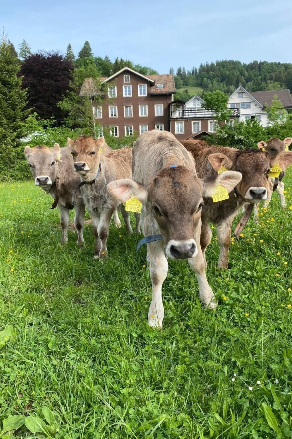 A group of cows with ear tags in a grassy field with houses in the background.