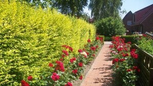 A brick pathway flanked by neatly trimmed hedges and rows of red flowers, leading towards a building with a red roof. - mit umfriedetem Garten und Terrassen by Interhome (Greetsiel)