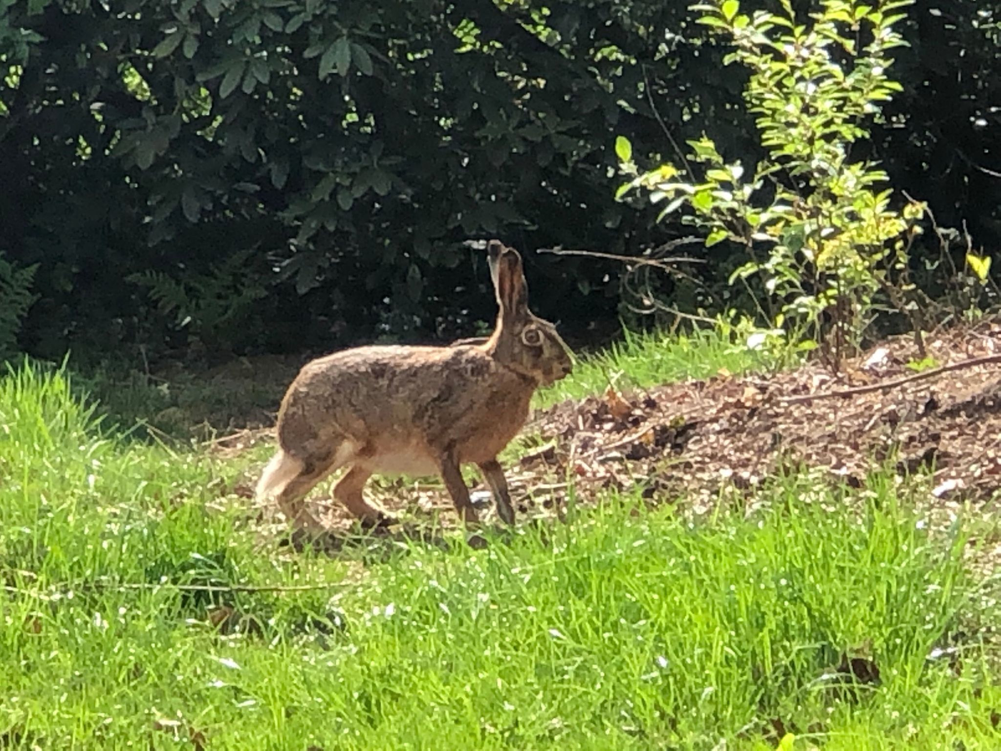 Ein Kaninchen in einer grasbewachsenen Umgebung mit dichtem Blätterwerk im Hintergrund.